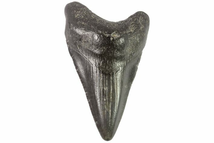 Juvenile Megalodon Tooth - Georgia #83588